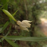 Zehneria thwaitesii (Schweinf.) C.Jeffrey